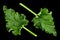 Pieplant leaf closeup