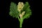 Pieplant vegetable blossom