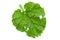 Pieplant vegetable leaf