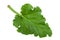 Pieplant vegetable leaf