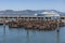 Pier 39 California Sea lions San Francisco