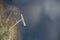 Pier aerial view above Loch Long at Arrochar