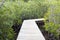 Pier in a mangrove swamp