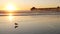 Pier silhouette at sunset, California USA, Oceanside. Ocean tropical beach. Seagull bird near wave