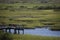 Pier and swamp in St.Augustine, Florida.