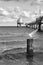 the pier in Zingst on the Baltic Sea with starting seagull in the foreground in black and white