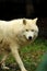 The piercing eyes of an arctic wolf