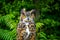 A piercing gaze of an eagle owl approaching the forest