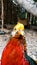 The piercing gaze of the Golden Pheasant