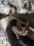 the piercing gaze of a stray cat in the gutter as the camera pans over to him