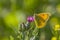 Pieridae Colias crocea is a common butterfly