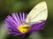 Pieris Brassicae butterfly