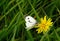 Pieris brassicae or Large white butterfly.