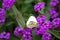 Pieris brassicae, white big butterfly close-up sits on a plant Verbena rigida