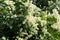 Pieris formosa, andromedas, fetterbushes or Pieris japonica