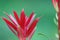 Pieris formosa variety forrestii wakehurst new red shoots