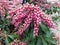 Pieris japonica