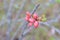 Pieris japonica flower