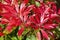 Pieris Japonica `Forest Flame`