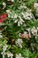 Pieris japonica `Forest Flame` - Japanese andromeda in flower, Secret Gardens, Norfolk, England, UK