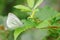 Pieris napi on bramble branch