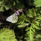 Pieris napi, the green-veined white, is a butterfly of the family Pieridae.