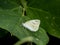 Pieris rapae cabbage butterfly on a broad leaf 2
