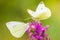 Pieris rapae small white butterfly pollinating on pink purple flowers