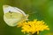 Pieris rapae small white butterfly pollinating on pink purple flowers