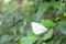 Pieris virginiensis on Citrus japonica leaves