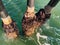 Piers piles ocean dock barnacles mussels