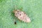 Piesma also Parapiesma quadratum Piesmidae called also Beet lace-bug or Beet leaf bug is a true bug, important pest of beet crop