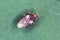 Piesma also Parapiesma quadratum Piesmidae called also Beet lace-bug or Beet leaf bug is a true bug, important pest of beet crop