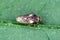 Piesma also Parapiesma quadratum Piesmidae called also Beet lace-bug or Beet leaf bug is a true bug, important pest of beet crop