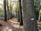 Pieterpad sign on a tree at the autumn forest at Eelerberg