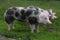 Pietrain breed pigs graze on fresh green grass on meadow