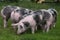 Pietrain breed pigs graze on fresh green grass on meadow