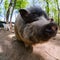 Pig animal on farm, mammal domestic nose,  agriculture close-up