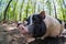 Pig animal on farm, mammal domestic nose, portrait rural
