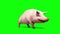 Pig Animal Farm Walkcycle Green Screen 3D Renderings Loop Animations