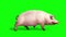 Pig Animal Farm Walkcycle Green Screen Side 3D Renderings Loop Animations