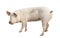 Pig animal isolated