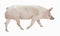 Pig animal vecor illustration