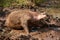 Pig bathing in the mud