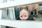 Pig in a breeding farm pigsty