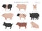 Pig breeds collection 3. Farm animals set. Flat design