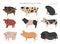 Pig breeds collection 7. Farm animals set. Flat design