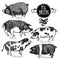 Pig Breeds Vector illustration Sketch style Hand drawn