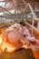 Pig Business. Swine farm with high quality Farming