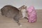 Pig and cat, cat toy, red cat playing with pink pig